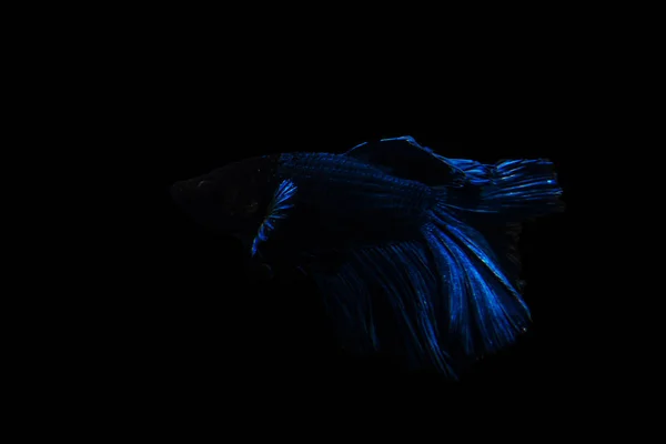 Betta 魚瞬間移動ハーフムーン ・ ベタ tha の美しい魚 — ストック写真