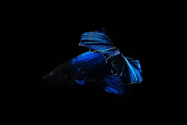 Halfmoon an hareket Betta Betta balık bu güzel balık — Stok fotoğraf