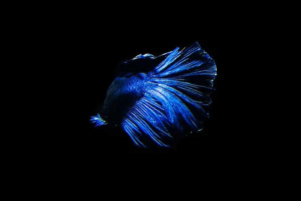 Betta fish Halfmoon Betta  moving moment beautiful  fish in tha — Stock Photo, Image