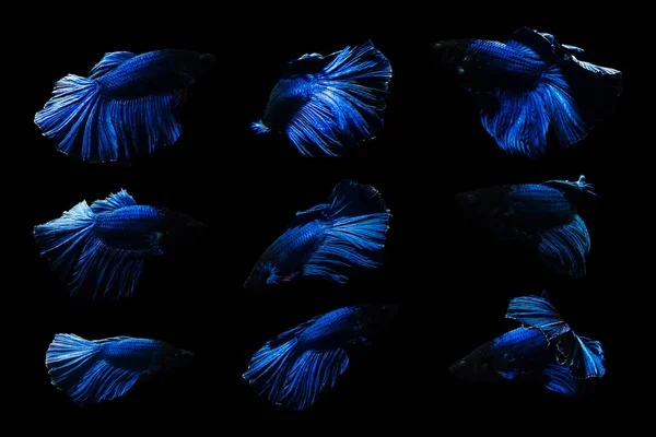Halfmoon an hareket Betta Betta balık bu güzel balık — Stok fotoğraf