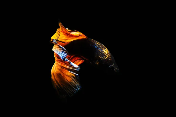 Betta peces media luna Betta momento en movimiento hermosos peces en tha —  Fotos de Stock