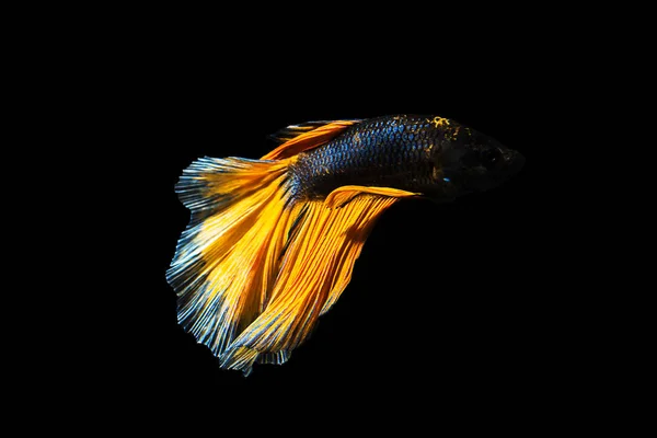 Betta peces media luna Betta momento en movimiento hermosos peces en tha —  Fotos de Stock