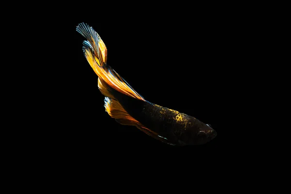 Betta hal Ferenc Betta mozgó pillanat gyönyörű hal tha — Stock Fotó