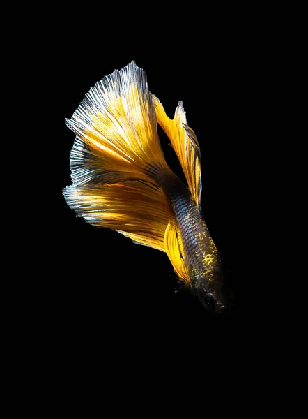 Betta pesce Mezzaluna Betta momento commovente bellissimo pesce in tha — Foto Stock