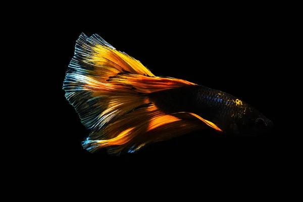 Betta fish Halfmoon Betta  moving moment beautiful  fish in tha — Stock Photo, Image