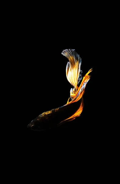 Betta ryb Halfmoon Betta przenoszenie momentu piękne ryby w tha — Zdjęcie stockowe