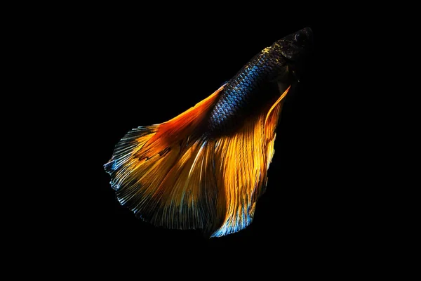 Betta pesce Mezzaluna Betta momento commovente bellissimo pesce in tha — Foto Stock