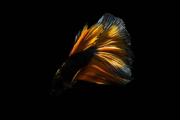 Betta pesce Mezzaluna Betta momento commovente bellissimo pesce in tha — Foto Stock