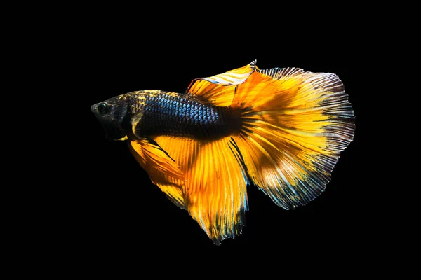 Betta fish Halfmoon Betta  moving moment beautiful  fish in tha — Stock Photo, Image