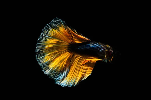 Betta pesce Mezzaluna Betta momento commovente bellissimo pesce in tha — Foto Stock