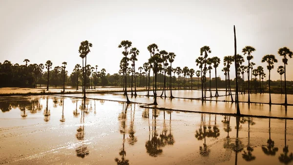 Luchtfoto van suiker palmboom met avondrood — Stockfoto