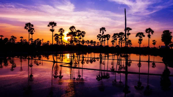 Letecký pohled na cukrové palmy s západu slunce na obloze — Stock fotografie