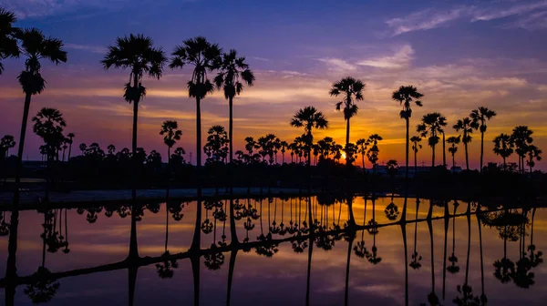 Flygfoto över socker palmträd med solnedgång sky — Stockfoto
