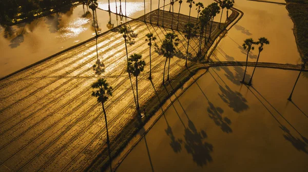 Flygfoto över socker palmträd med solnedgång sky — Stockfoto