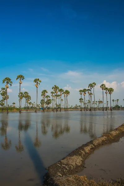 Landschap voor suiker palm tree in Thailand — Stockfoto