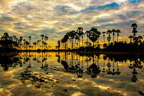Landschap voor suiker palm tree in Twilight time, Thailand — Stockfoto