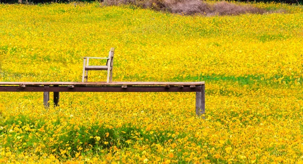 Желтый цветок космоса с дорожкой — стоковое фото