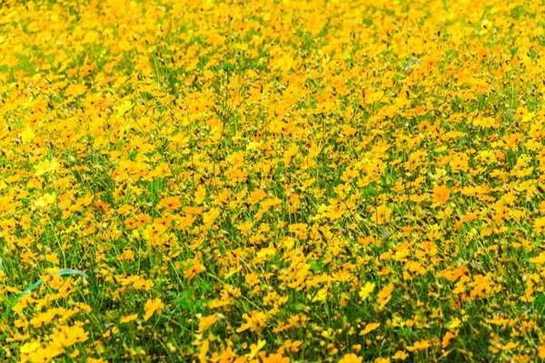 背景の黄色のコスモスの花を閉じる — ストック写真