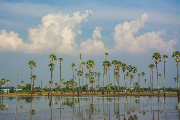 Landschap voor suiker palm tree in Thailand — Stockfoto