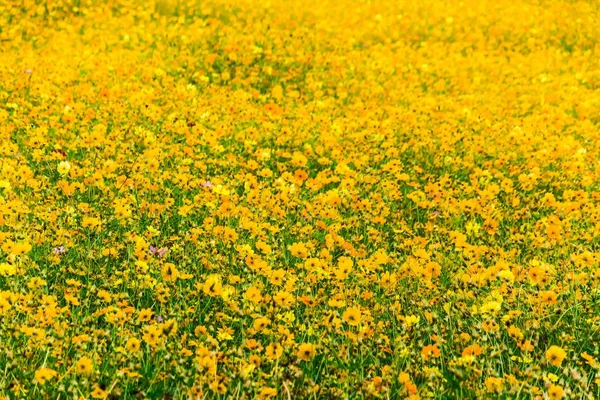 背景の黄色のコスモスの花を閉じる — ストック写真