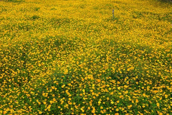 Cerrar flor cosmos amarillo para el fondo — Foto de Stock