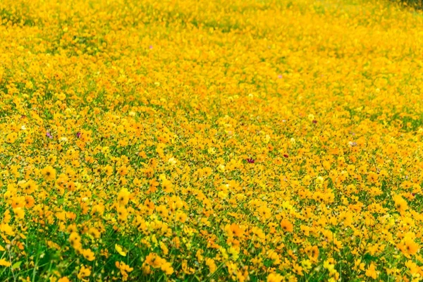 Cerrar flor cosmos amarillo para el fondo — Foto de Stock