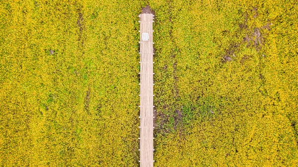 Аэрофотоснимки цветка желтого космоса с дорожкой — стоковое фото