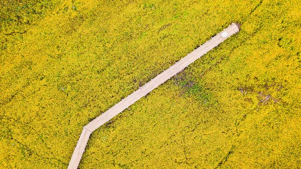 Fotos aéreas de flor cosmos amarelo com passarela — Fotografia de Stock