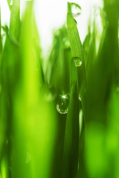 Close Up harmat víz a fűben — Stock Fotó