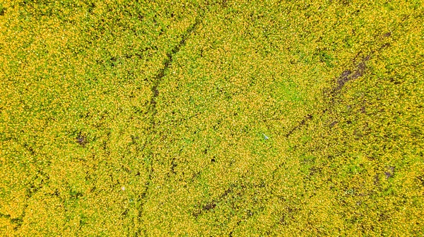Fotos aéreas de flor de cosmos amarillo con pasarela — Foto de Stock