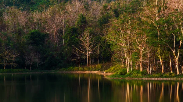 Landschap van het bos in Thailand — Stockfoto