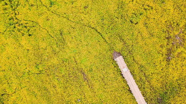 Fotos aéreas de flor cosmos amarelo com passarela — Fotografia de Stock