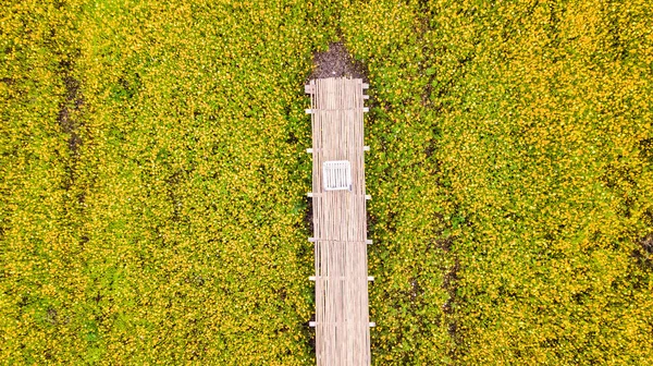 Aerial photos of yellow cosmos flower with walkway — Stock Photo, Image