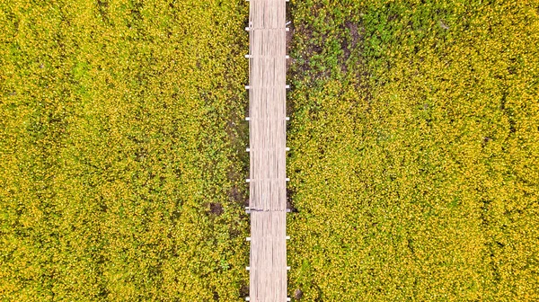 Luchtfoto's van gele kosmos bloem met wandelpad — Stockfoto