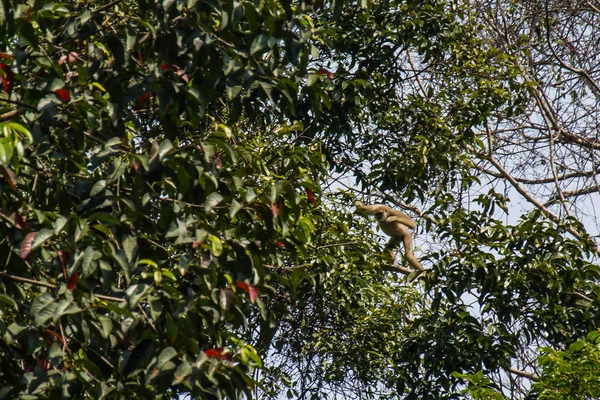 Gibbons dans la forêt — Photo