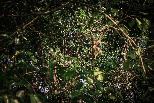 Gibbons nella foresta — Foto Stock