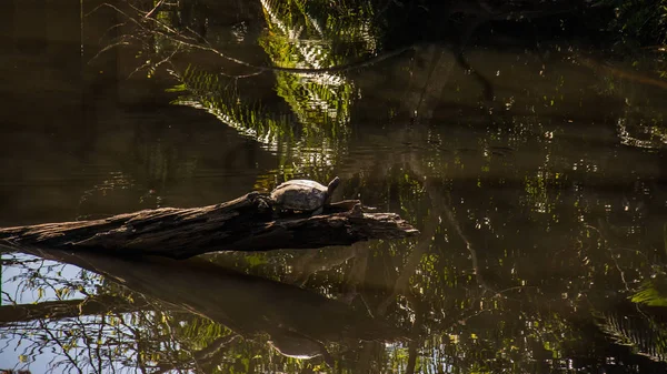 Schildpad in het bos — Stockfoto