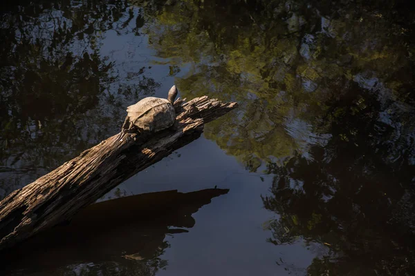 Schildpad in het bos — Stockfoto