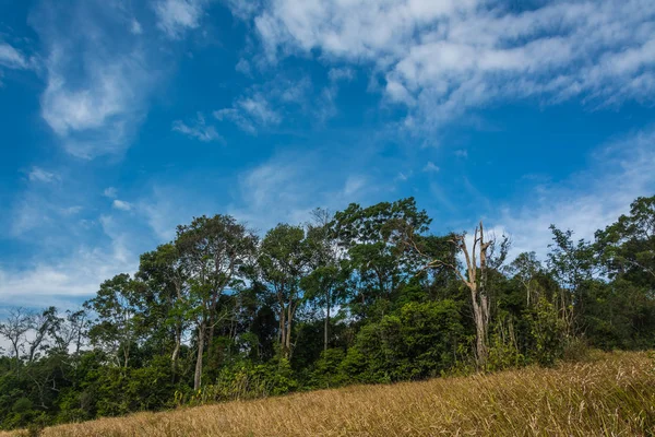 Pemandangan Meadow dengan pohon, Taman Nasional Khao Yai Thailan — Stok Foto