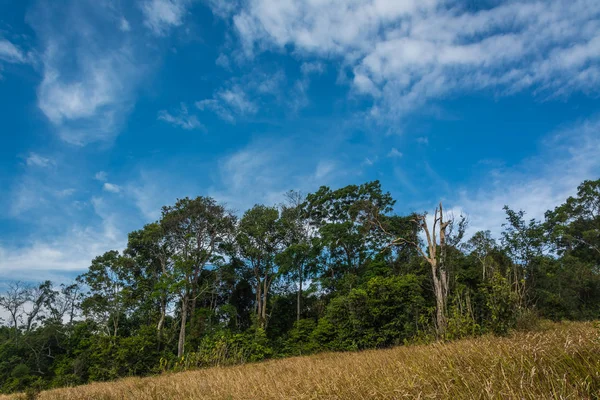 Paesaggio del prato con albero, Khao Yai National Park Thailandese — Foto Stock