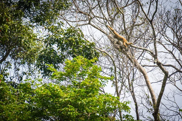 Gibbons ormandaki — Stok fotoğraf