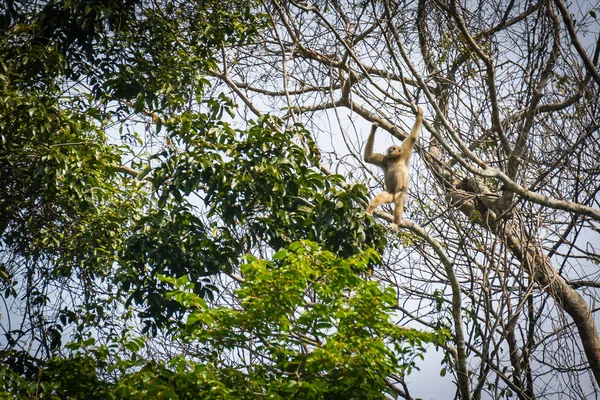 Gibbons na floresta — Fotografia de Stock