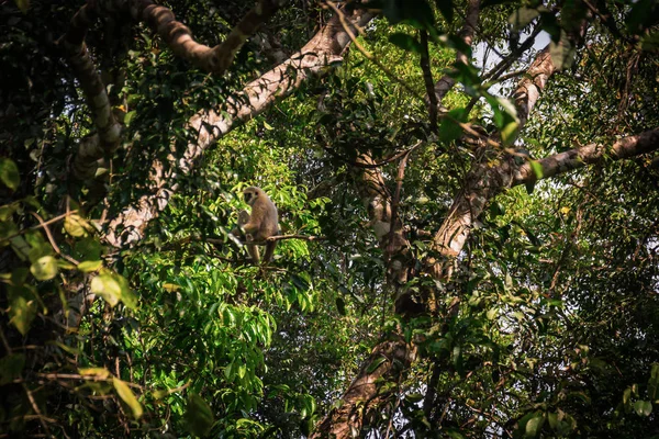Gibbons dans la forêt — Photo