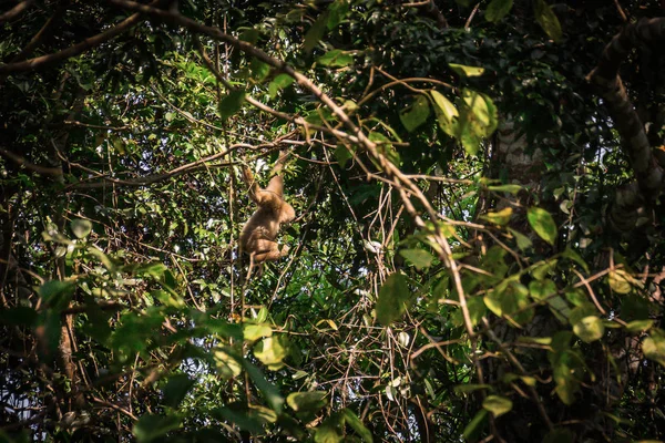 Gibbons na floresta — Fotografia de Stock