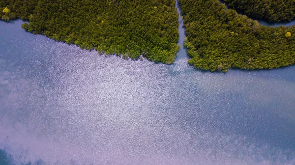 Widok z lotu ptaka krajobraz drzewa lub lasu, Krabi Tajlandia — Zdjęcie stockowe