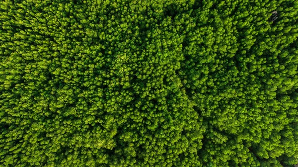 泰国甲米的树木或森林鸟瞰图 — 图库照片