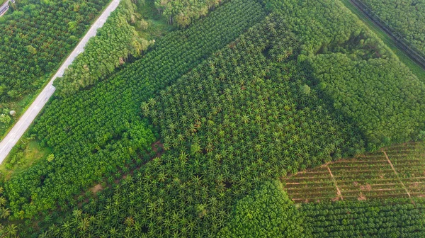 Havadan görünümü manzara ağaç veya orman, Krabi, Tayland Thailand — Stok fotoğraf