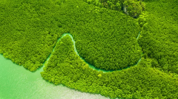 Widok z lotu ptaka krajobraz drzewa lub lasu, Krabi Tajlandia — Zdjęcie stockowe