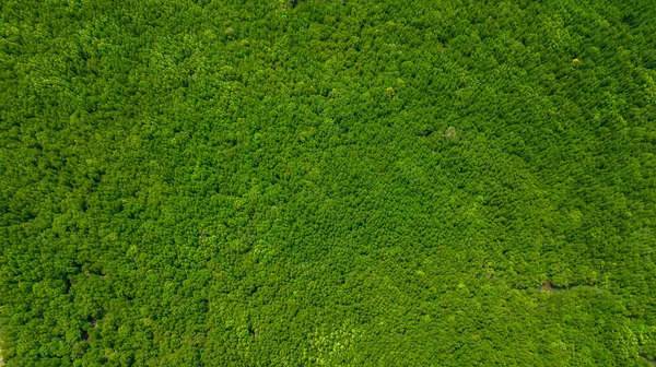 Paisagem vista aérea da árvore ou floresta, Krabi Tailândia — Fotografia de Stock