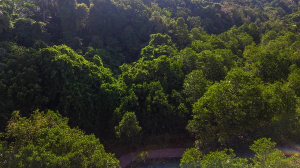 Вид с воздуха ландшафт дерева или леса, Краби Таиланд — стоковое фото